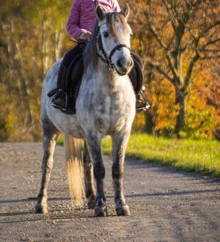 Pony valach welsh - 7