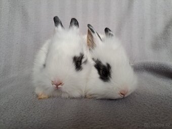 Zakrslý králíček beránek, zakrslý lvíček - 7