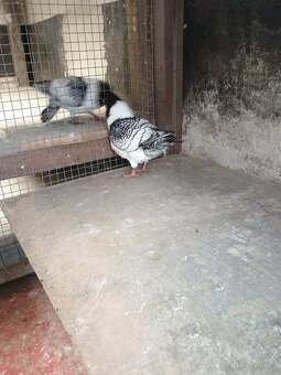 Prodám holuba mor.pštrosa - 7