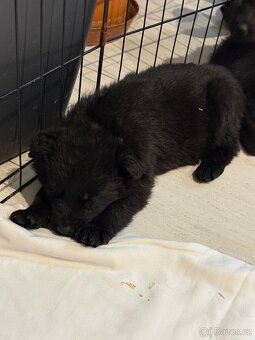 Německý ovčák s PP - 7