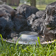 Flat coated retriever štěňata s PP - 7