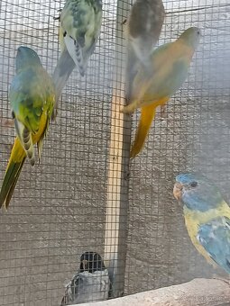 neofema modrohlavá - 7