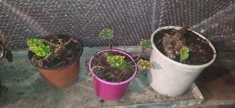 Různé druhy rostlin - 7