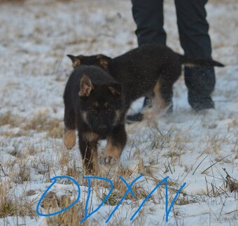 Německý ovčák - 7