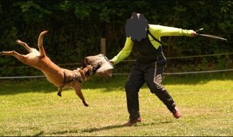 Belgický ovčák Malinois - 7