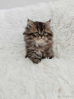 Perská činčila koťátka - 7