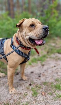 VANILKA K ADOPCI - 12m., vděčná, umazlená - 7
