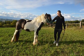 Prodej Irského Coba - 7