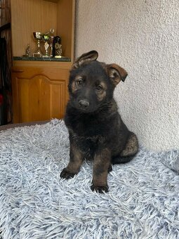 prodám štěňata Německého ovčáka s PP - 7