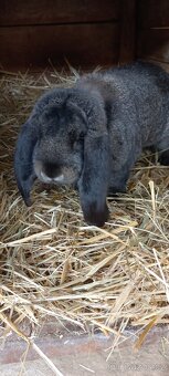 Francouzský  beran - 7