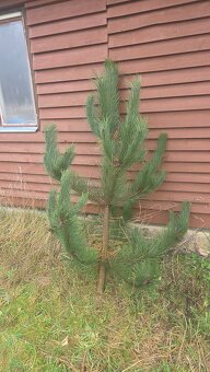 Vanoční smrky, borovice, douglasky - 7