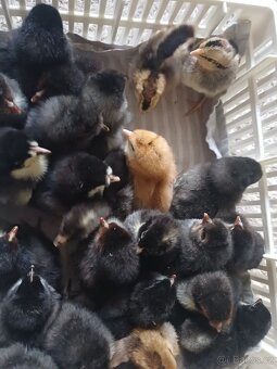 Prodám kuřátka - 7