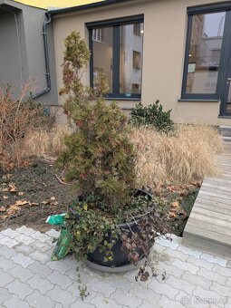 Velké květníky průměr 80cm + misky + zemina a rostliny - 7
