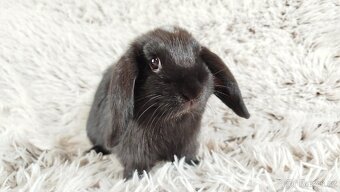 Zakrslý beránek, králíček, králík - ELLA - 7