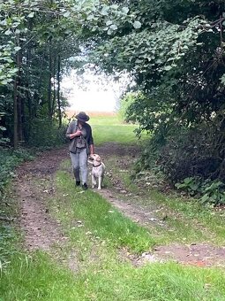 Labradorský retrívr - 7