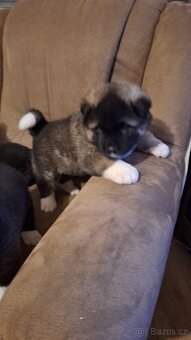 Americká Akita - 7