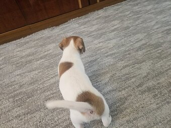 Jack Russel teriér - 7