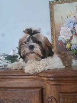 Shih-tzu s PP / shi-tzu / shi tzu - 7