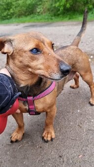STELINKA K ADOPCI - umazlená jezevčí holčička - 7