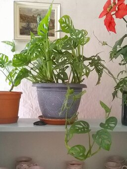 2x pokojová Monstera Monkey Leaf - 7