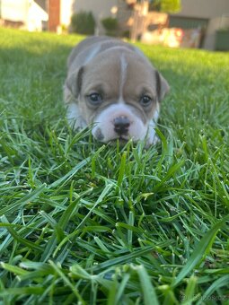 Štěně American Bully - 7