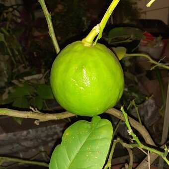 Citroník - 7