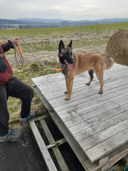 Prodám štěně BO Malinois s PP - 7