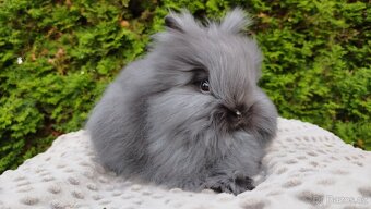 Zakrslý králík, králíček -(TEDDY)-OLAF A OLINA - 7