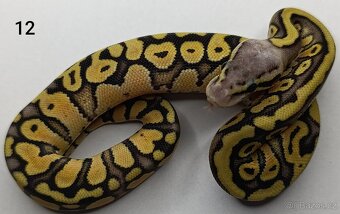 Krajta královská / Python regius - 7