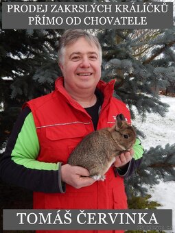 Mláďata zakrslých králíčků z chovu mistra Evropy - 7