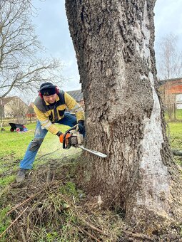 Kácení stromů v Ústeckém kraji - 7