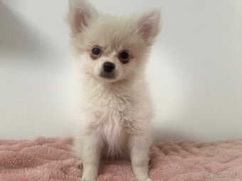 Štěňátka Pomeranian - 7