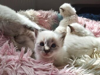 Luxusní Ragdoll koťátka bez PP k rezervaci - 7