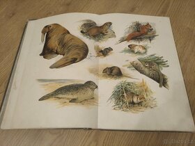 Kobrův Atlas živočišstva nakladatelství I.L.KOBER - 7