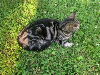 Whiskas kočička - 7