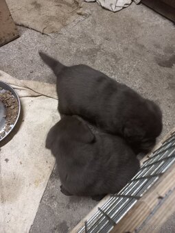Labrador retrívr - 7