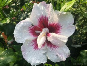 Ibišek Syrský keřový 12 barev - druhů - 7