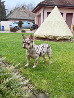 Francouzsky buldoček rojo tan merle fenka - 7