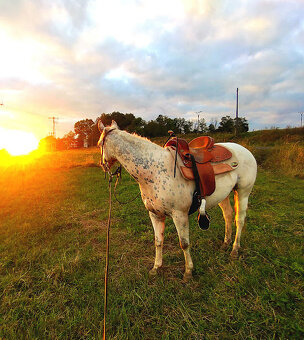 Appaloosa klisna z prověřeného původu - 7