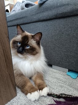 Ragdoll čistokrevná koťata bez papírů - 7
