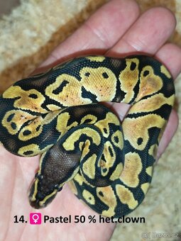 Krajta královská mláďata 2025 Celá ČR / SK Nejlepší CENY - 7