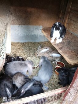 Francouzský beran - 7