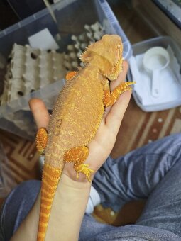 Mláďata agamy vousaté - 7