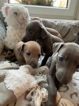 Štěňátka Italského chrtíka s PP - 7