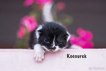 Britská kočka bez PP - 7