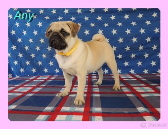 MOPS s PP. - 7