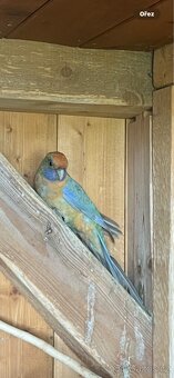 Rosela penant samice rok 2025 - 7