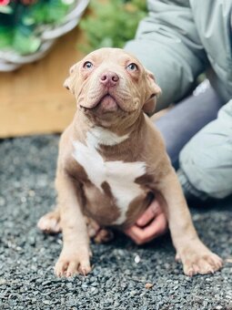 American bully - 7
