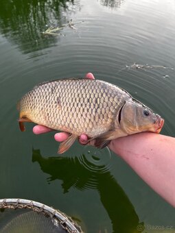 Prodej kapra štiky lína bílé ryby - 7