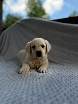 Labrador, štěňátka - 7